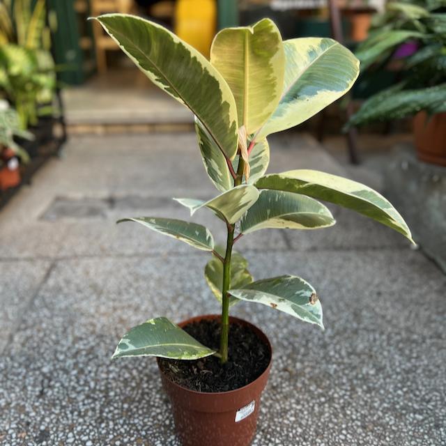 Ficus elástica variegado Gardém