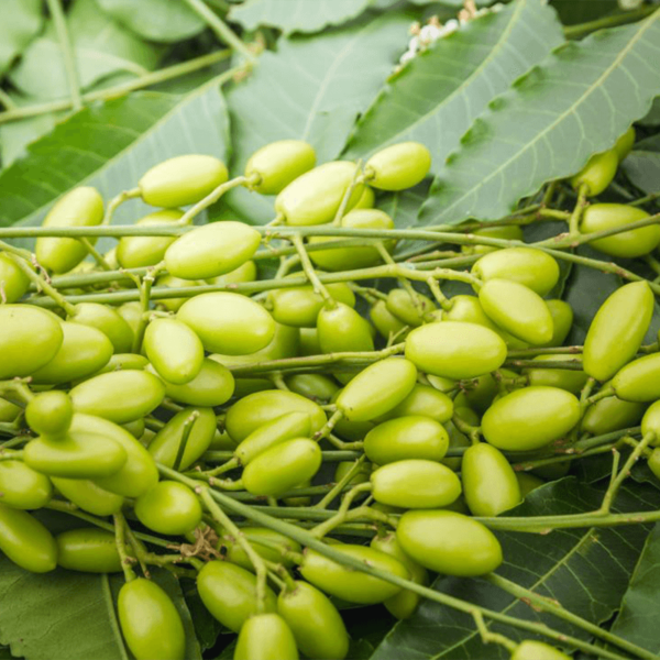 medicinal-neem-leaves-with-fruits-close-up