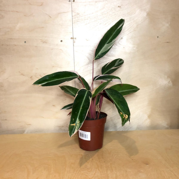 calathea - 1 (1)