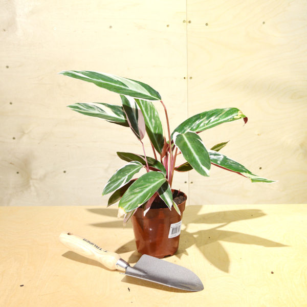 calathea2