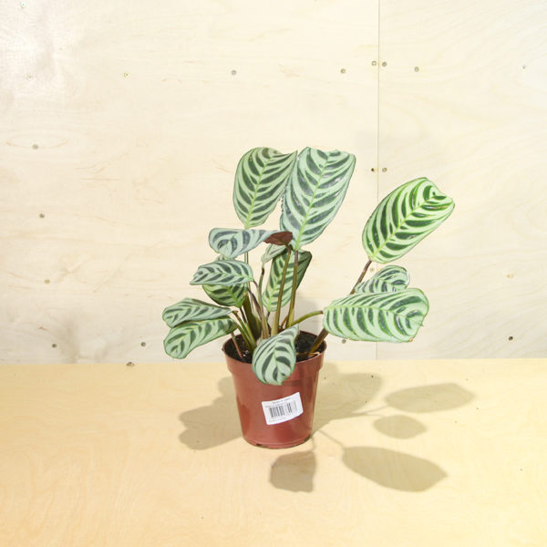 calatheaMini