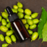 Aceite de neem – El insecticida natural