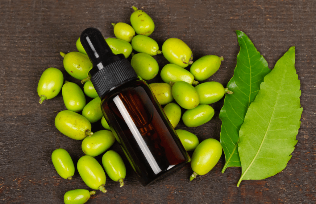 Cómo usar el aceite de neem para cuidar las plantas del jardín - Mejor con  Salud