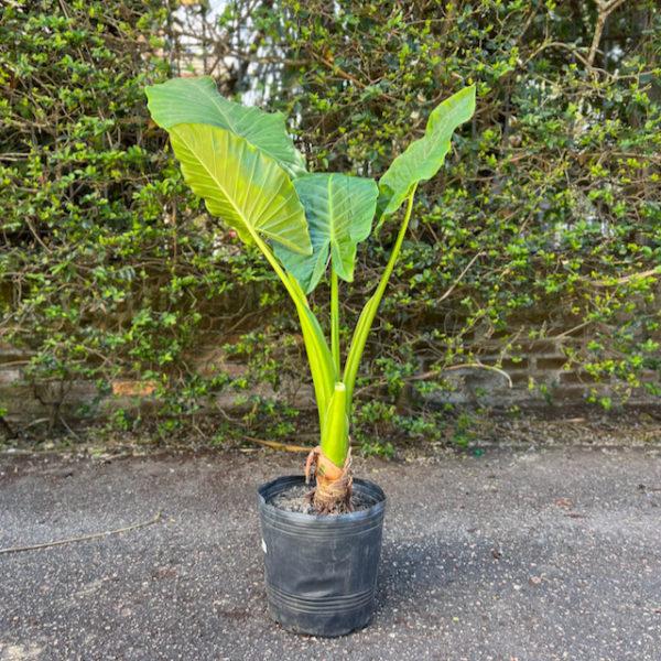 alocasia - 2