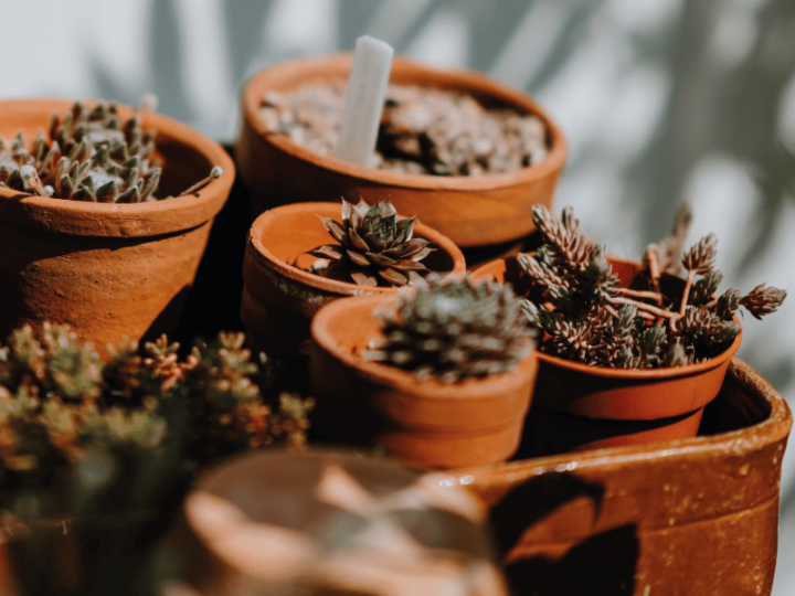 ¿Qué plantas son ideales para macetas de barro?