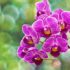 Orquídeas: cómo cuidarlas para que florezcan (y no mueran en el intento)