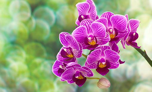 Orquídeas: cómo cuidarlas para que florezcan (y no mueran en el intento)