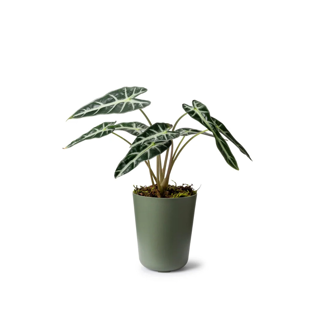 DUE-N3-Verde