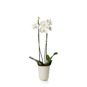 Macetero DUE combinable N5 - Blanco