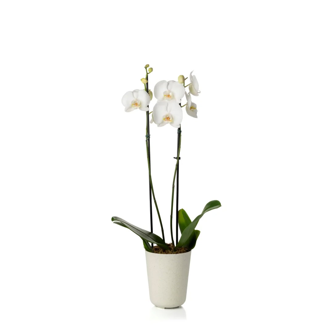 DUE-N5-Blanca