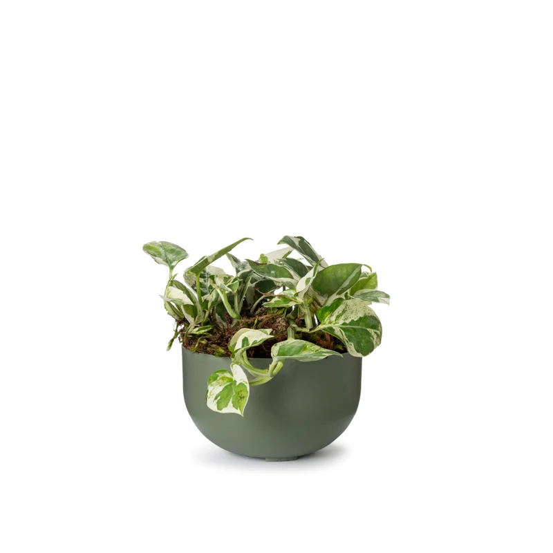 DUe N1 verde