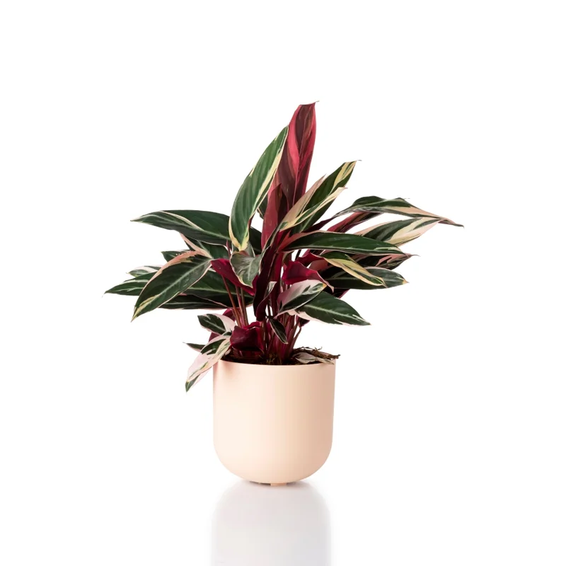 cachepo-raiz-pote-17-creme-planta cachepo-raiz-pote-17-creme-planta