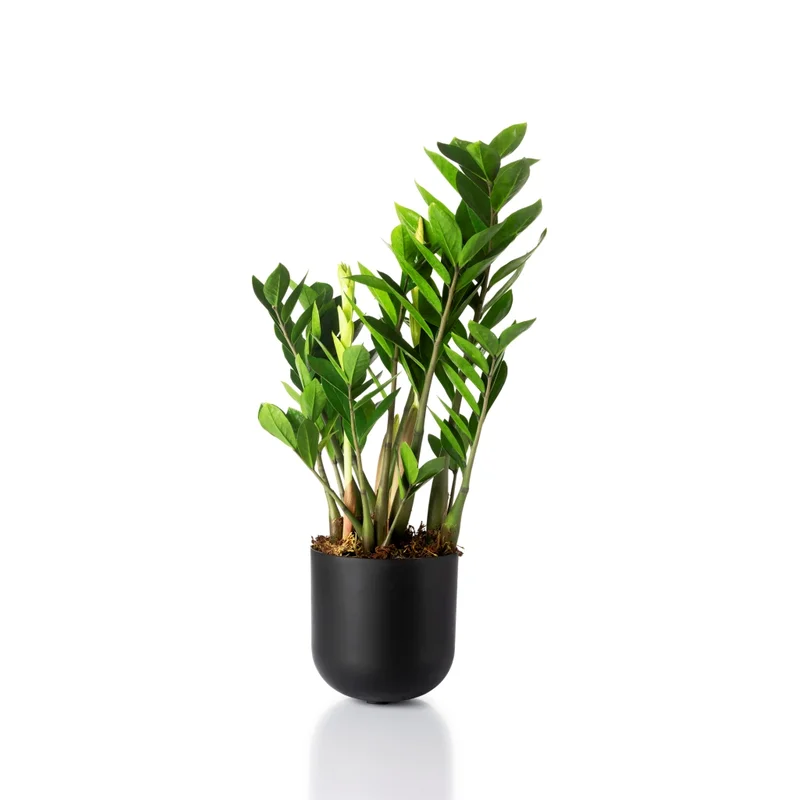 cachepo-raiz-pote-17-preto-planta