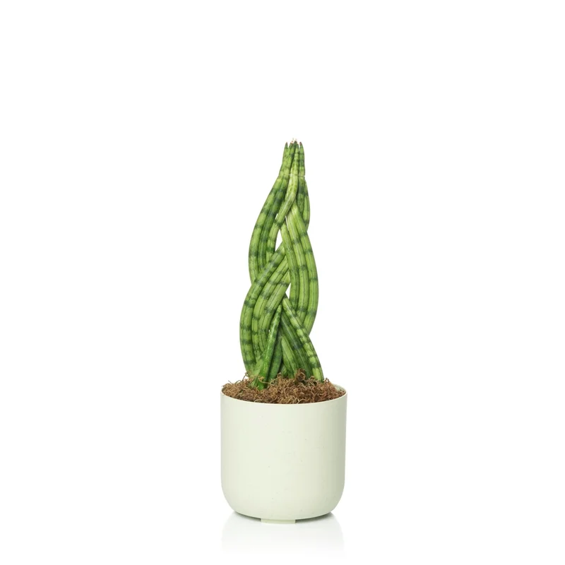 n2 blanco planta n2 blanco planta