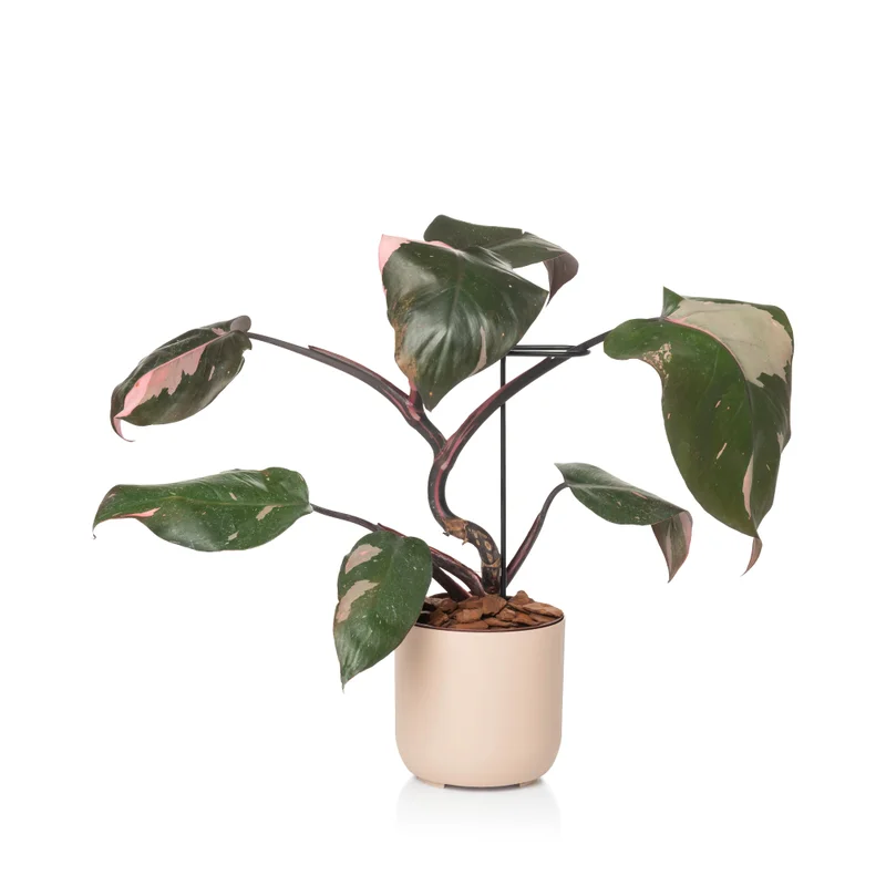 n2 rosa planta