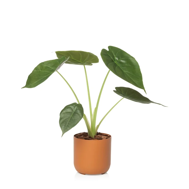 n2 terracota planta