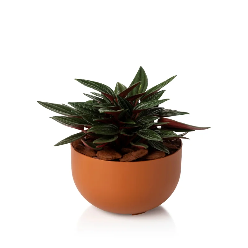 plantado-mini-cuia-terracota