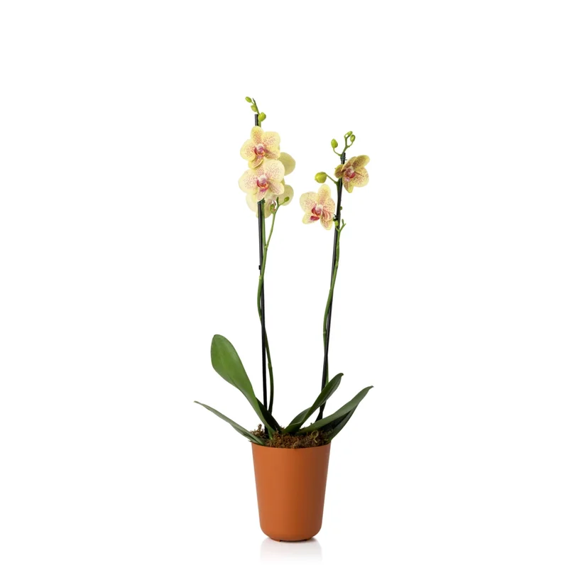 plantado-orquidea-terracota